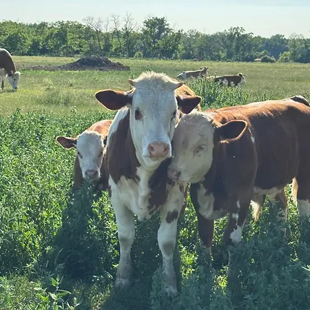 Wine & Relax Mezi Sklepy בית נופש *