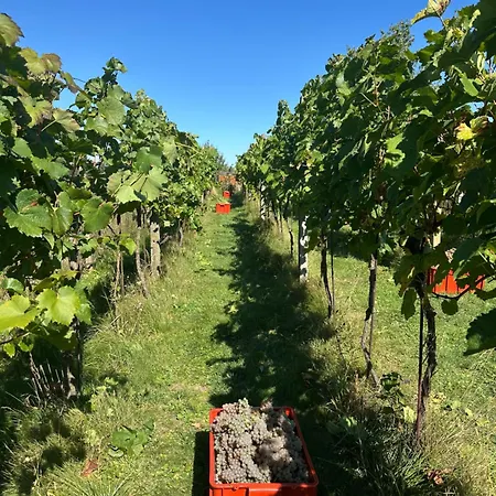 Wine&relax Mezi Sklepy Prázdninový dům Valtrovice