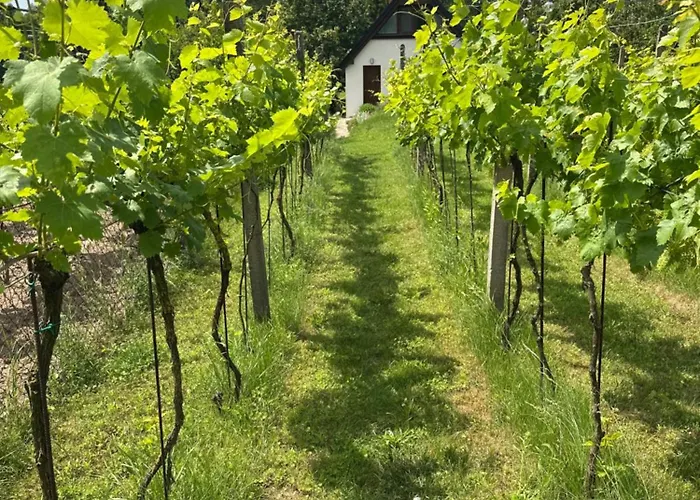Wine&relax Mezi Sklepy Ferienhaus *