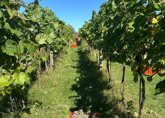 Wine&relax Mezi Sklepy Ferienhaus Valtrovice
